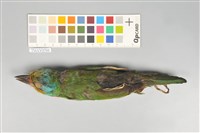 五色鳥藏品圖，第6張